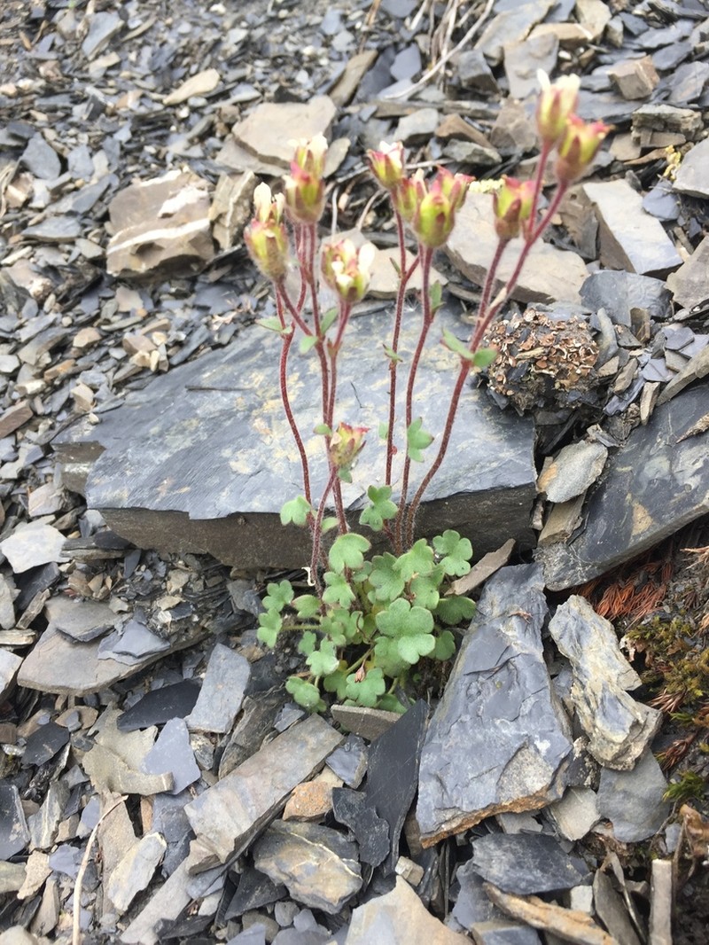 Pygmy Saxifrage photo 4