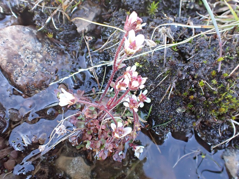 Pygmy Saxifrage photo 5