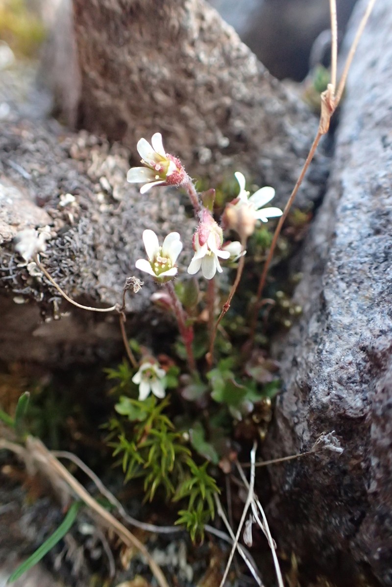 Pygmy Saxifrage photo 6
