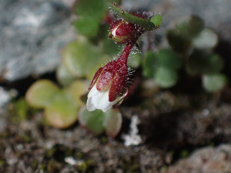 Pygmy Saxifrage photo 7