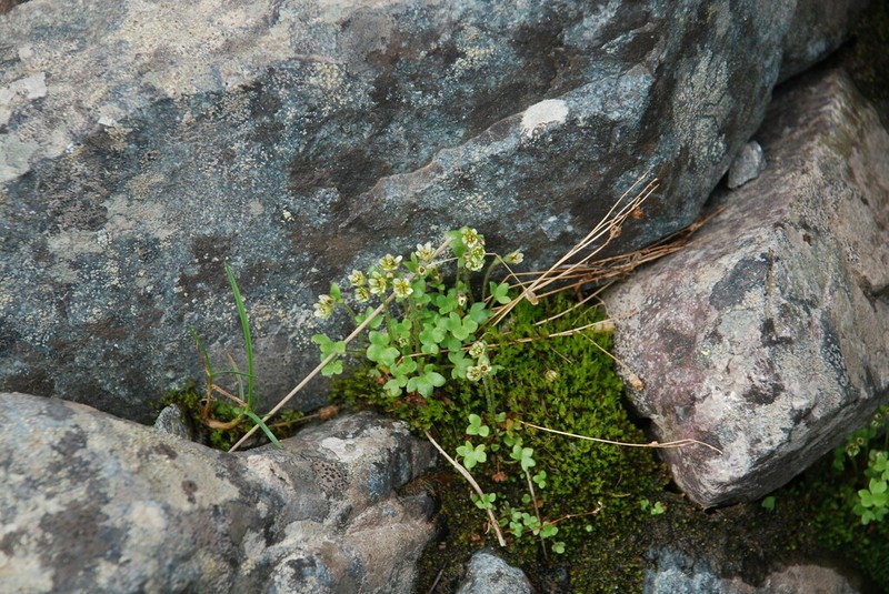 Pygmy Saxifrage photo 8