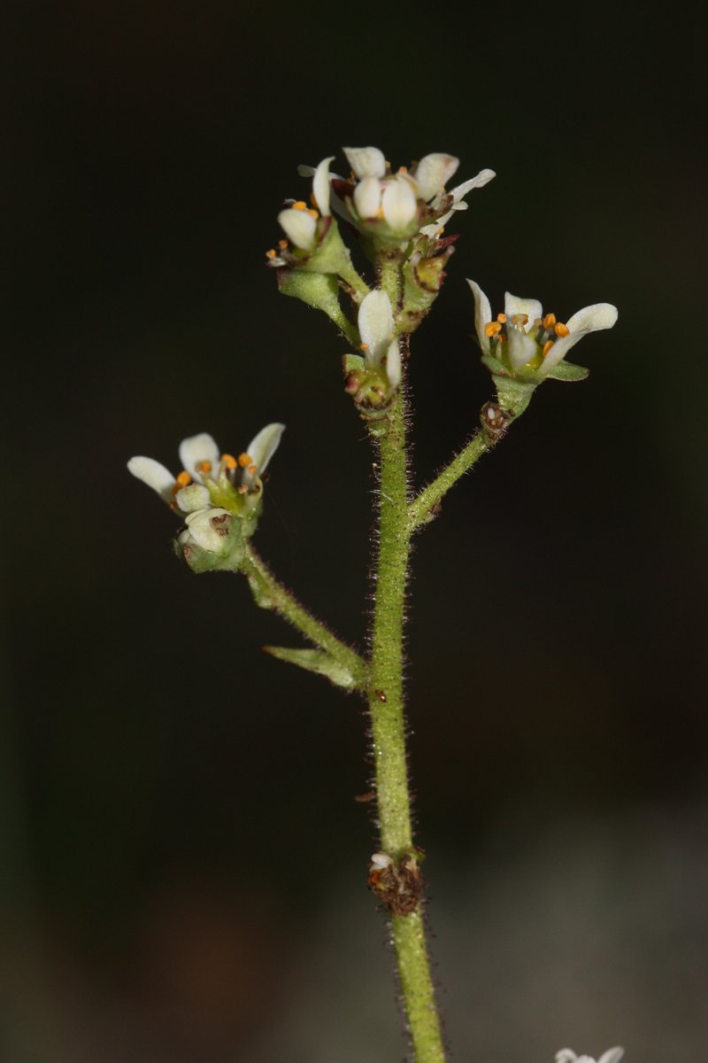 Wholeleaf Saxifrage photo 5