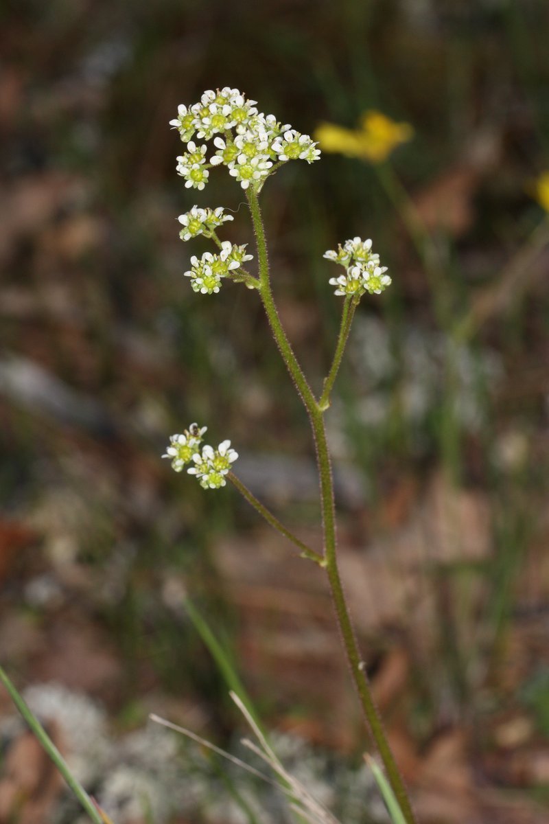 Wholeleaf Saxifrage photo 6
