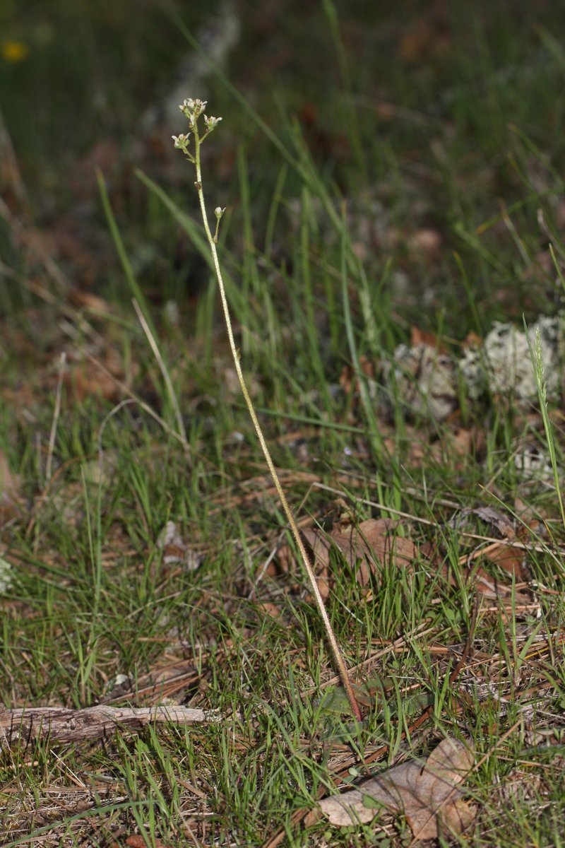 Wholeleaf Saxifrage photo 7