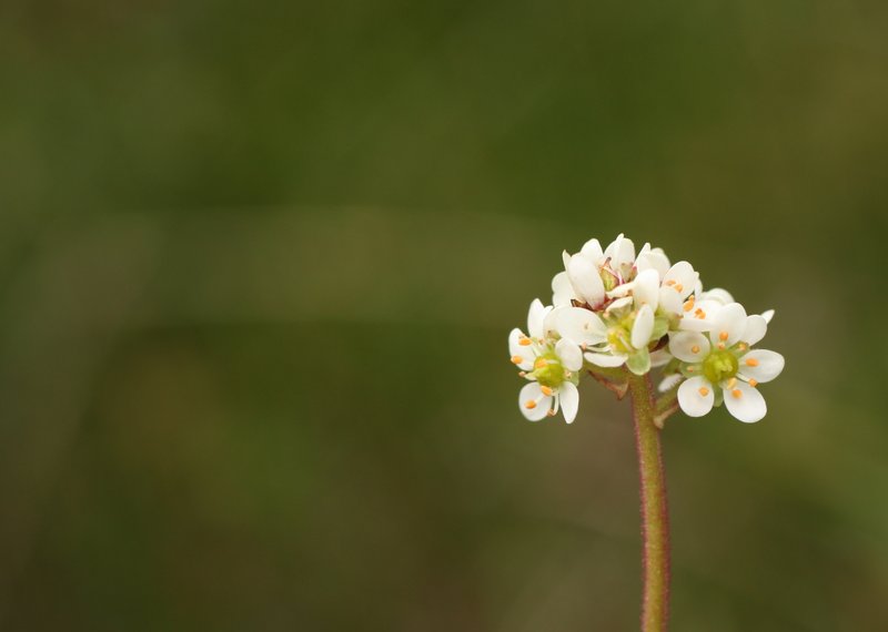 Wholeleaf Saxifrage photo 8