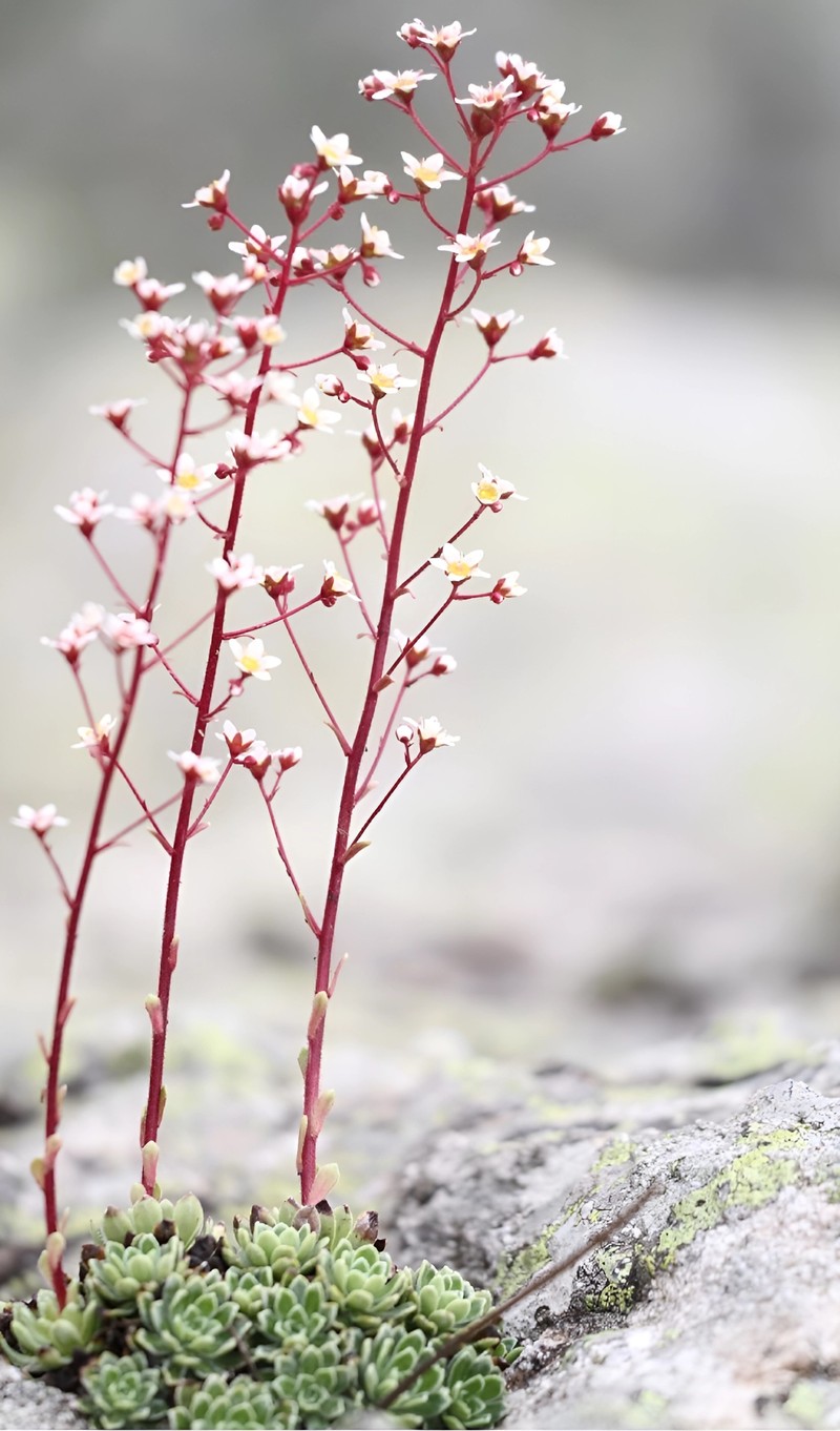 Saxifraga kavrunensis