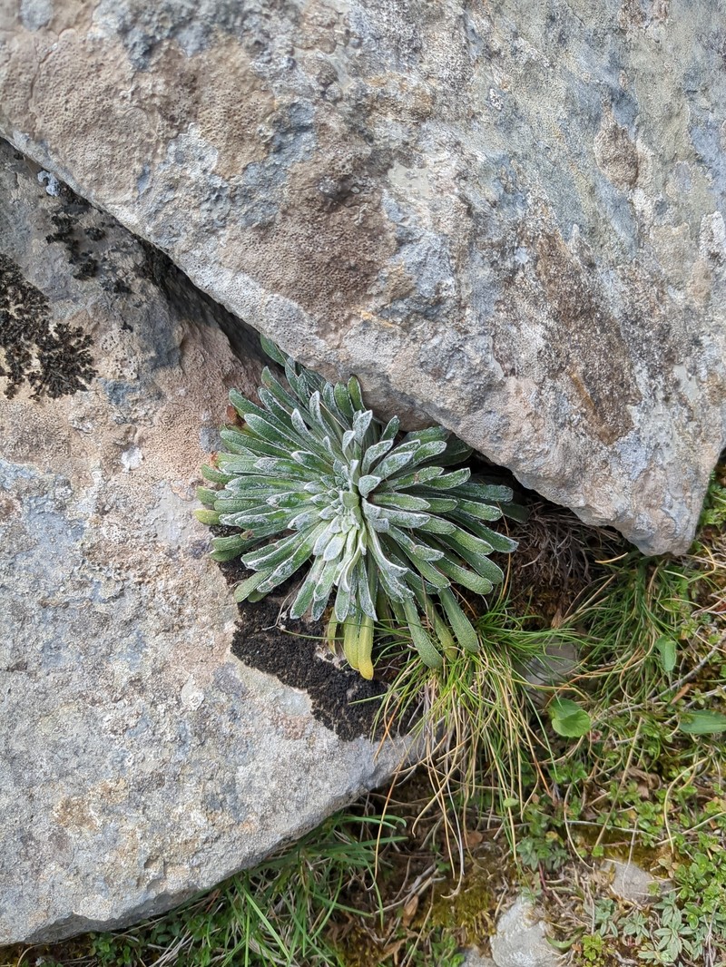 Saxifraga longifolia subsp. longifolia