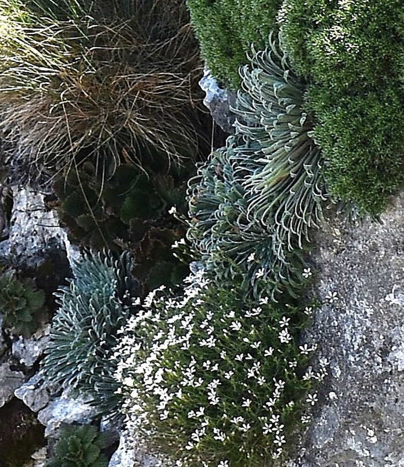Saxifraga longifolia subsp. longifolia photo 2