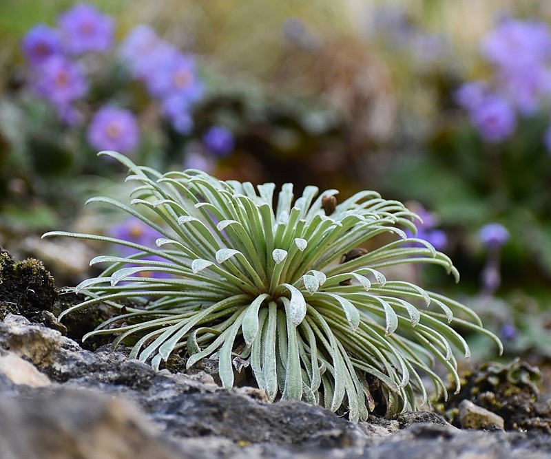 Saxifraga longifolia subsp. longifolia photo 3
