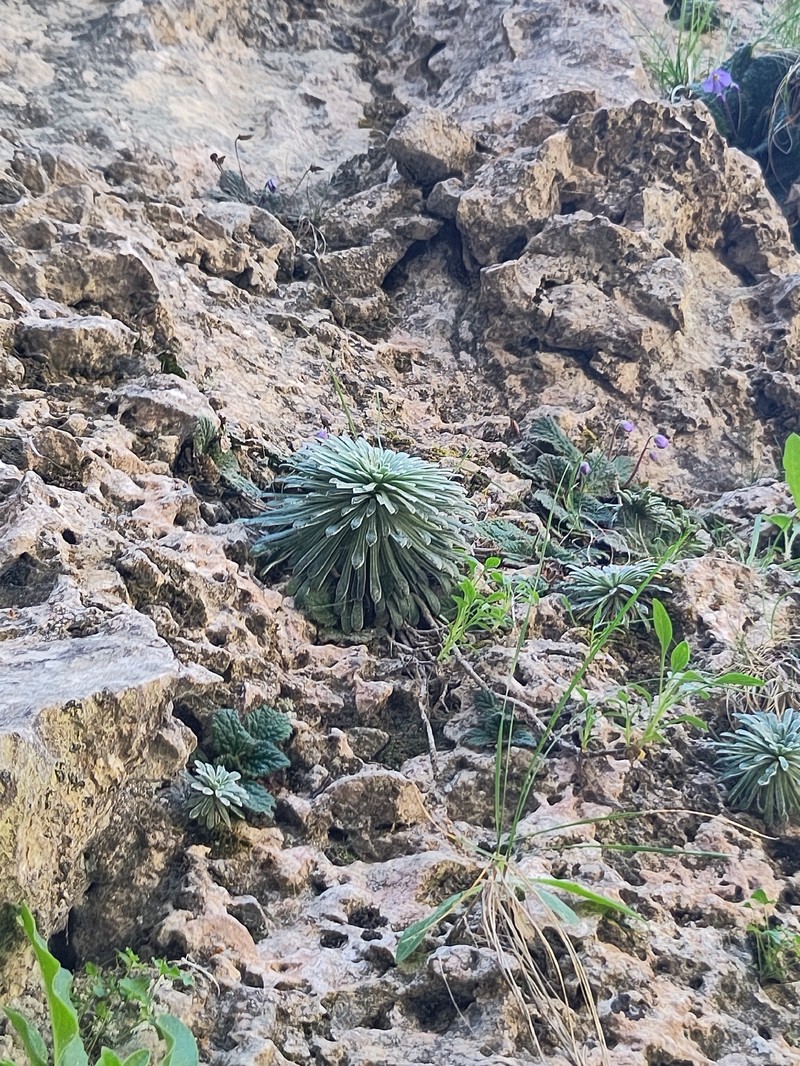 Saxifraga longifolia subsp. longifolia photo 4