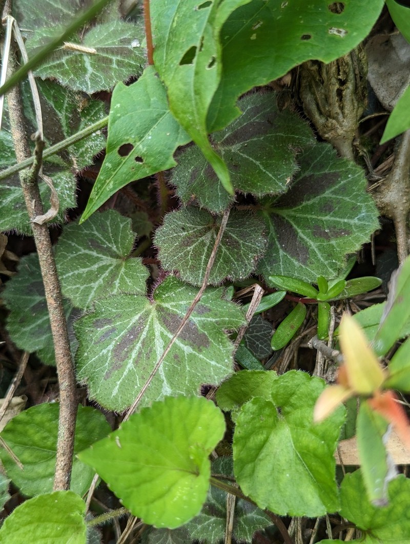 Saxifraga luoxiaoensis
