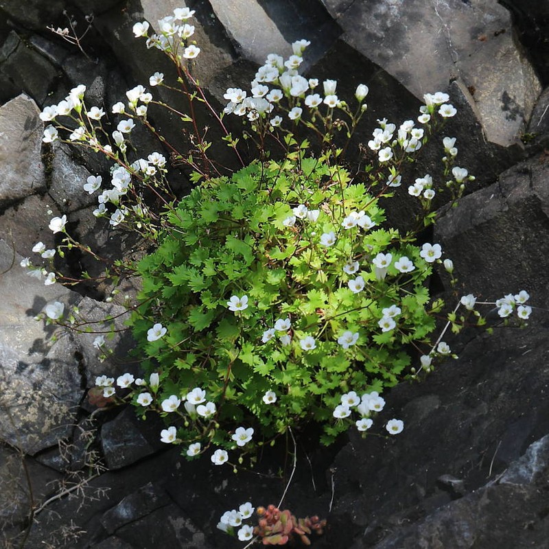 Saxifraga maderensis var. maderensis
