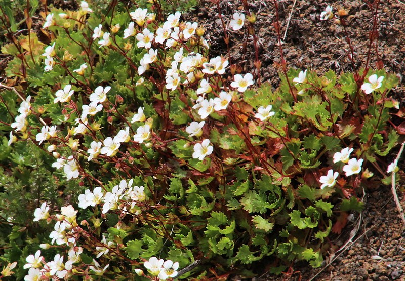 Saxifraga maderensis var. maderensis photo 2
