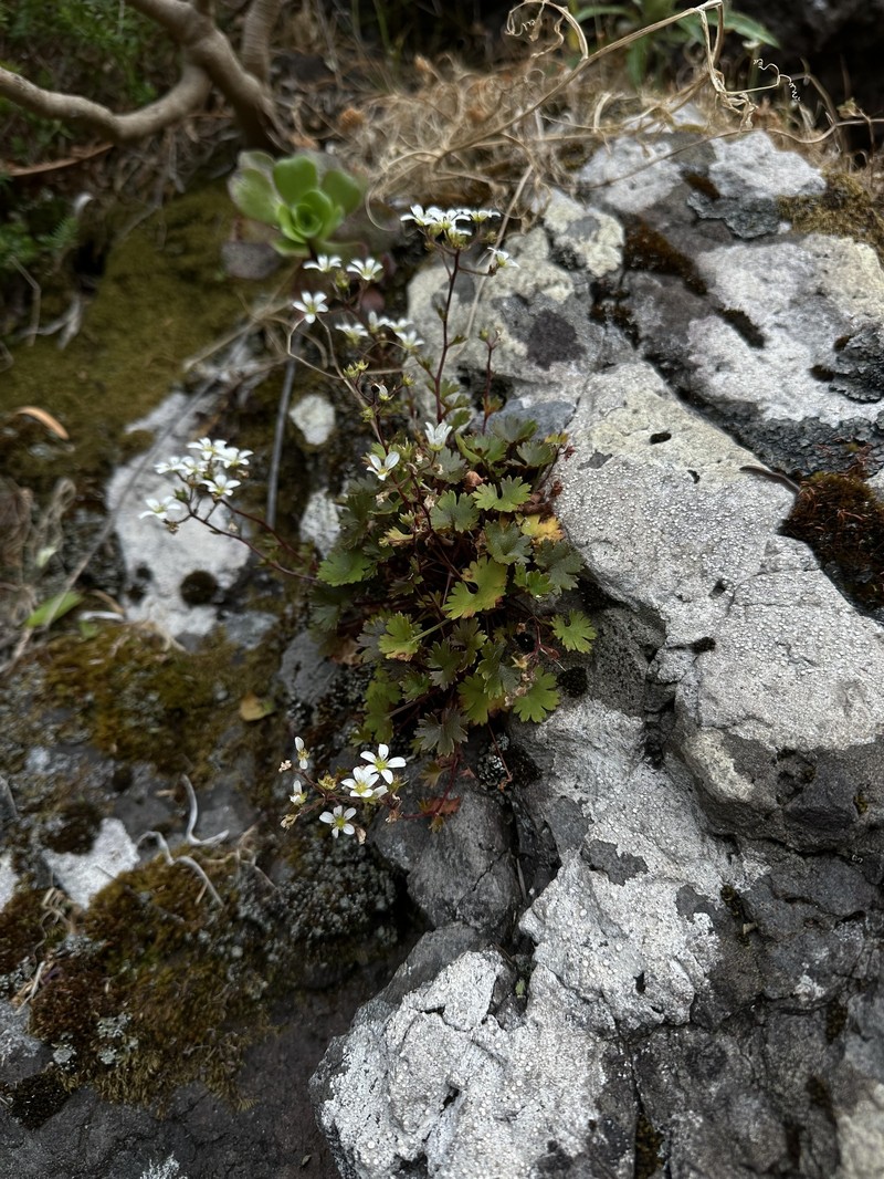 Saxifraga maderensis var. maderensis photo 3