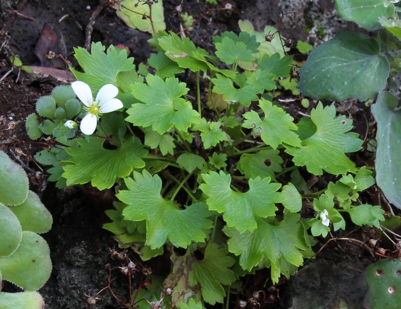 Saxifraga maderensis var. maderensis photo 4