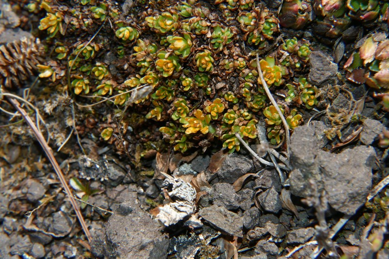 Saxifraga moschata subsp. moschata
