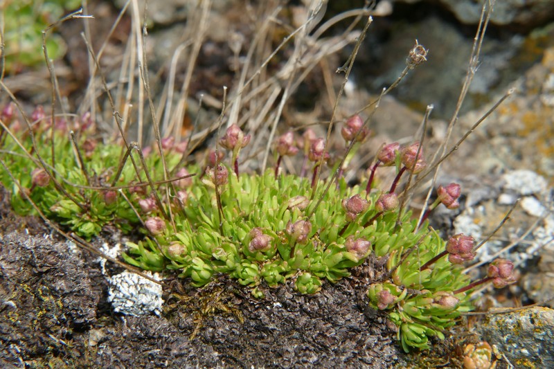 Saxifraga moschata subsp. moschata photo 2