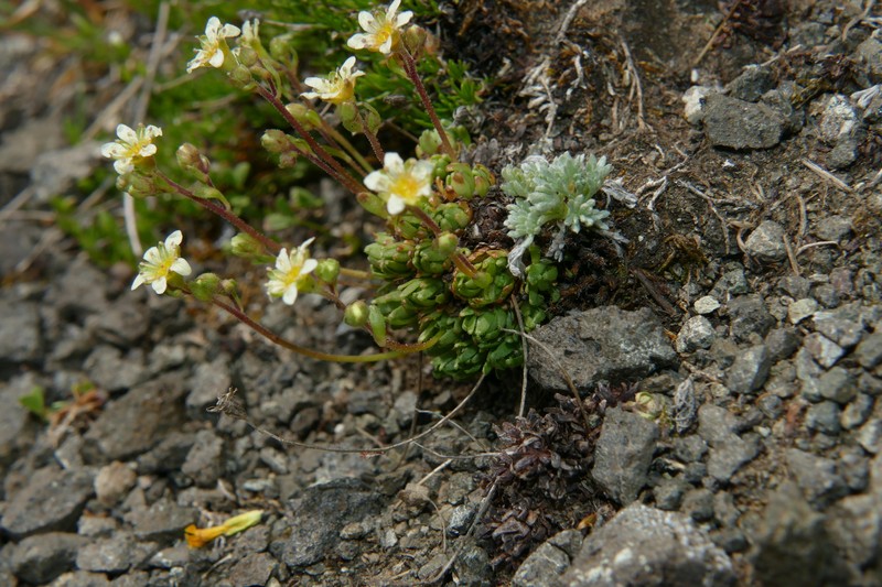 Saxifraga moschata subsp. moschata photo 3