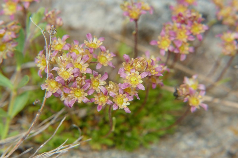 Saxifraga moschata subsp. moschata photo 4