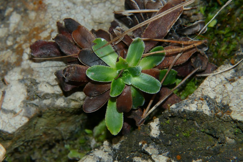 Saxifraga mutata subsp. mutata