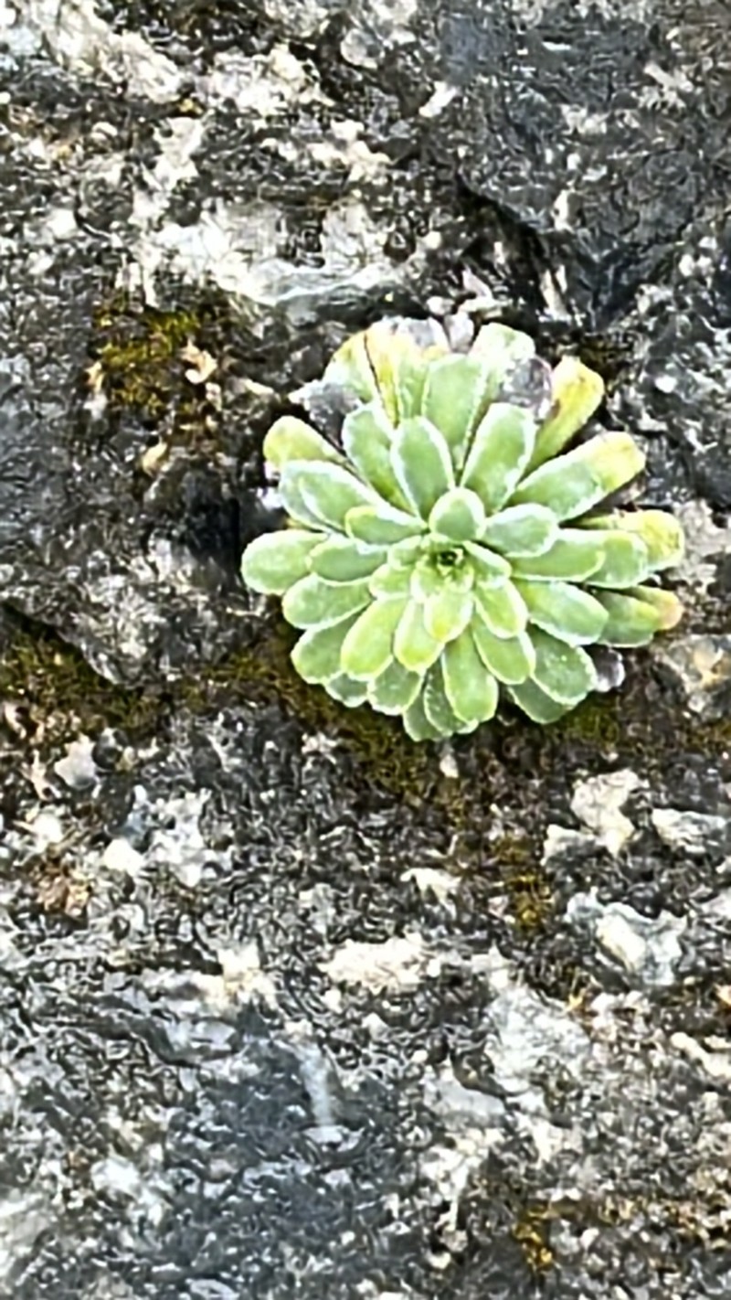 Saxifraga mutata subsp. mutata photo 2