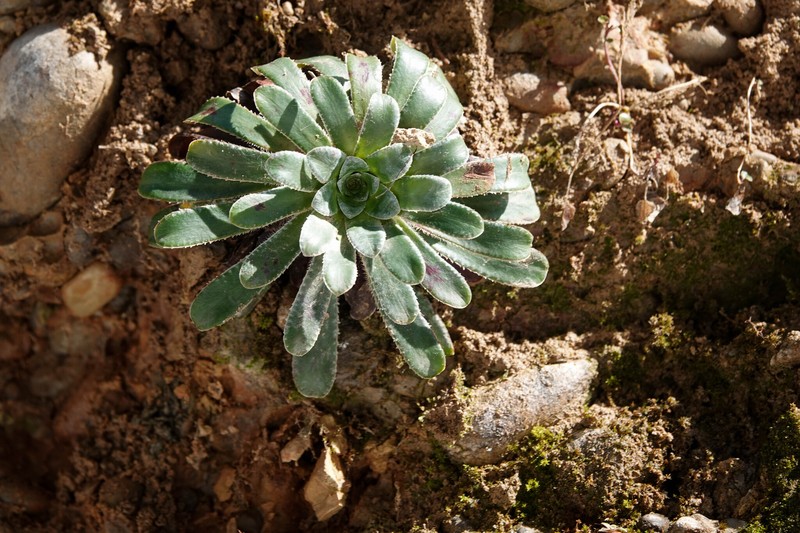 Saxifraga mutata subsp. mutata photo 3