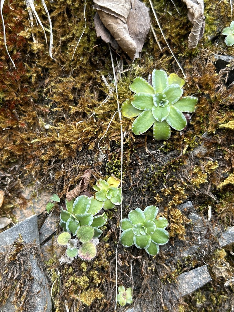 Saxifraga mutata subsp. mutata photo 4