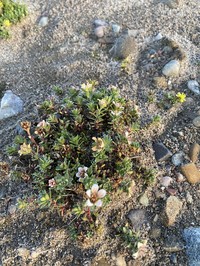 East Greenland Saxifrage