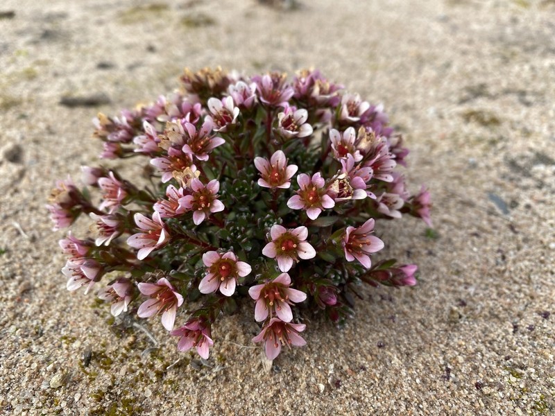 East Greenland Saxifrage photo 2