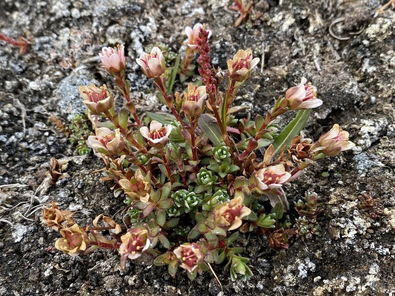 East Greenland Saxifrage photo 3