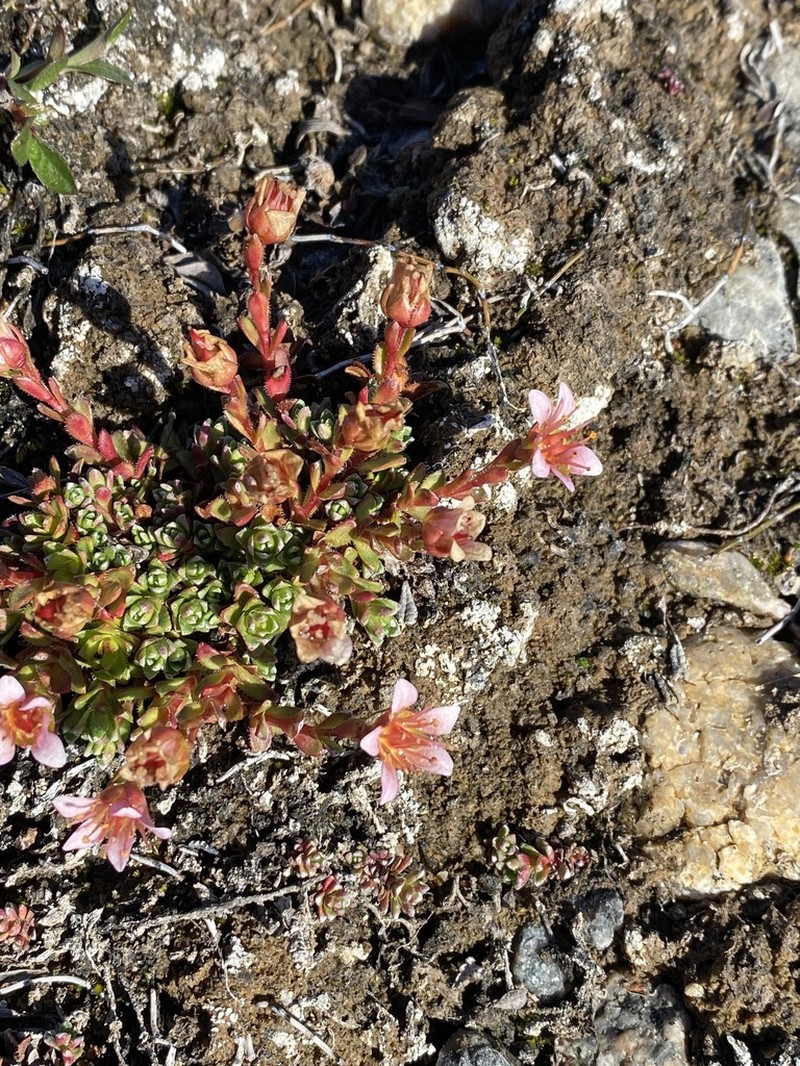 East Greenland Saxifrage photo 4