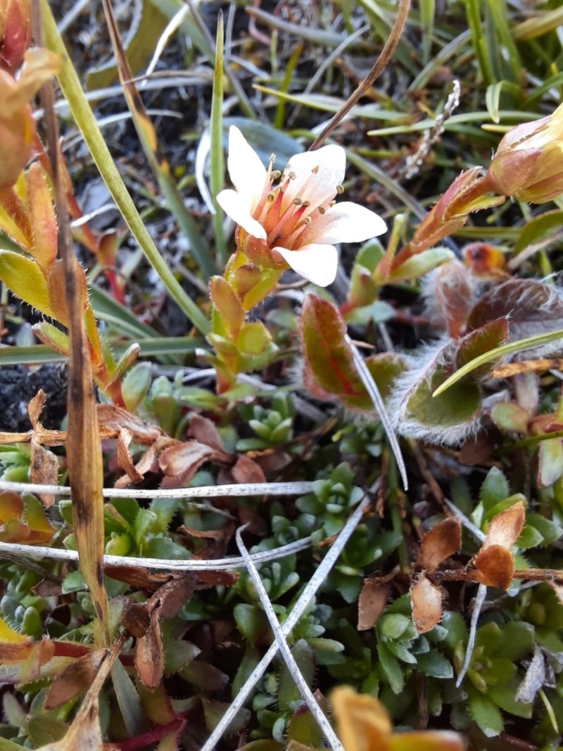 East Greenland Saxifrage photo 5