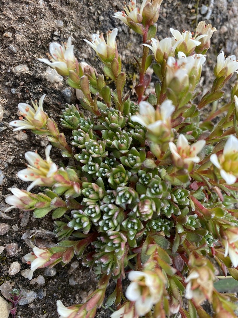 East Greenland Saxifrage photo 6