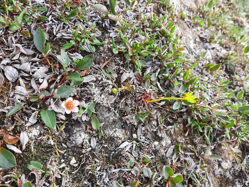 East Greenland Saxifrage photo 7