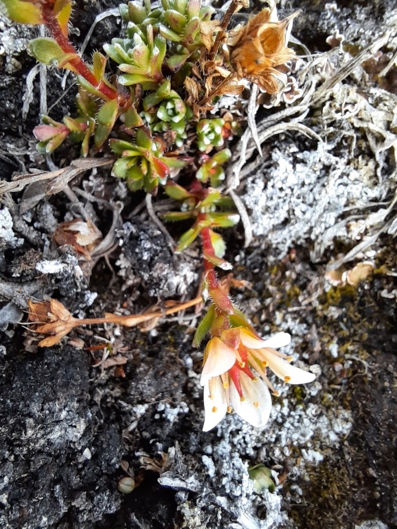East Greenland Saxifrage photo 8