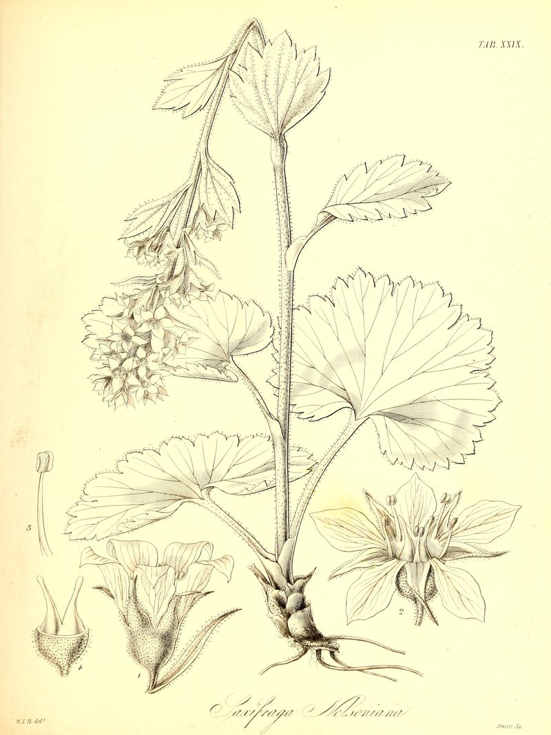 Heartleaf Saxifrage photo 8