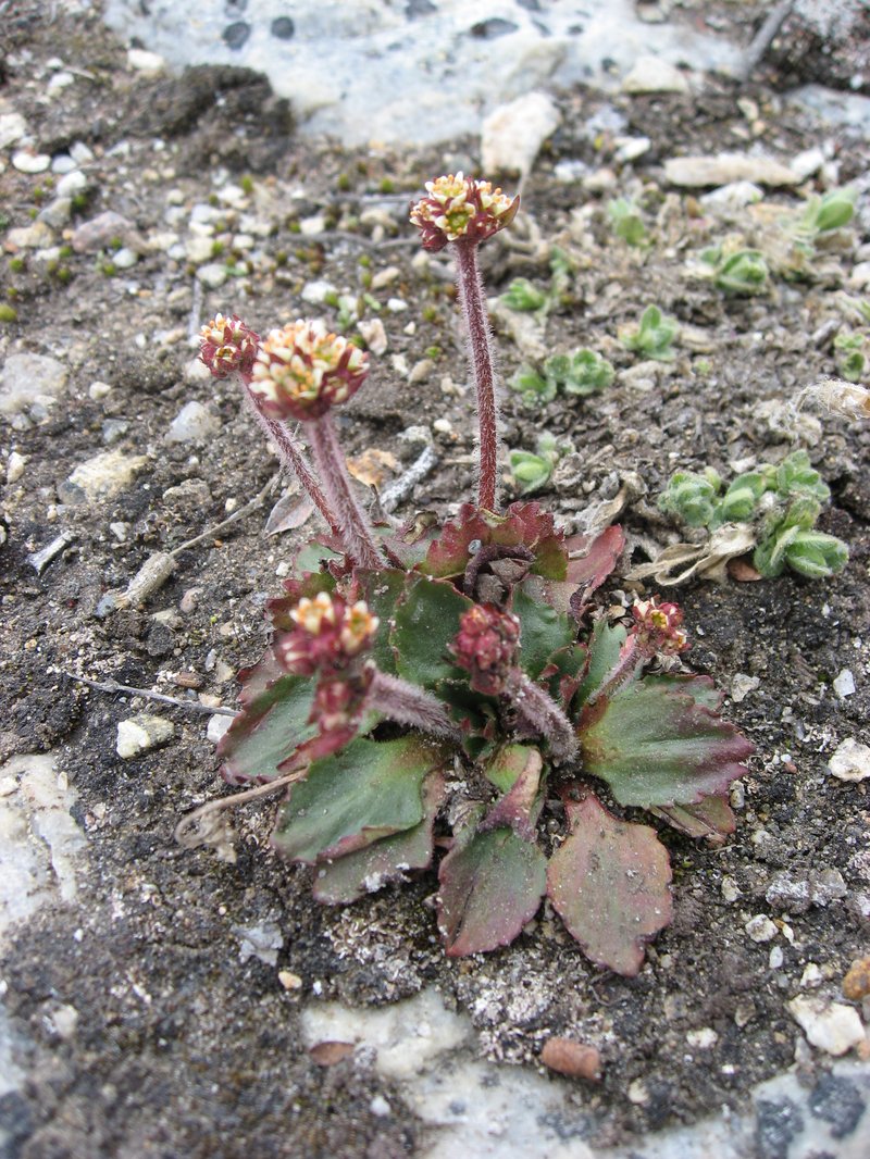 Alpine Saxifrage photo 4