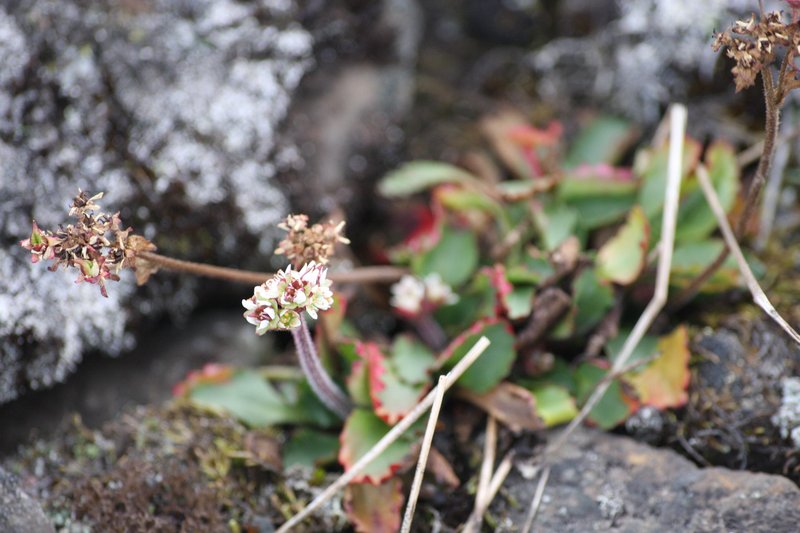 Alpine Saxifrage photo 5