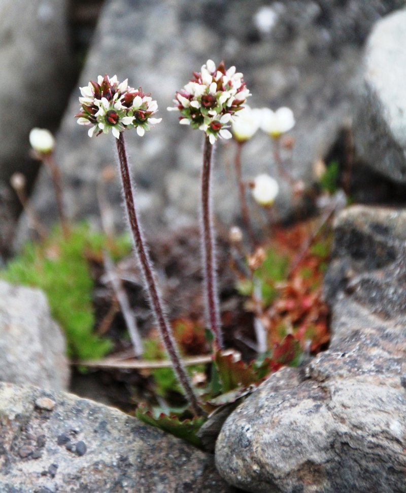 Alpine Saxifrage photo 6