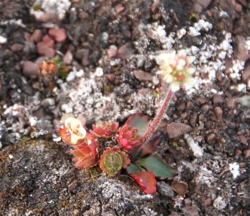 Alpine Saxifrage photo 7