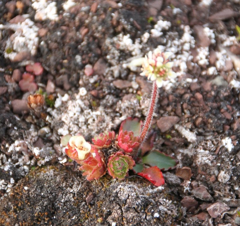Alpine Saxifrage photo 8
