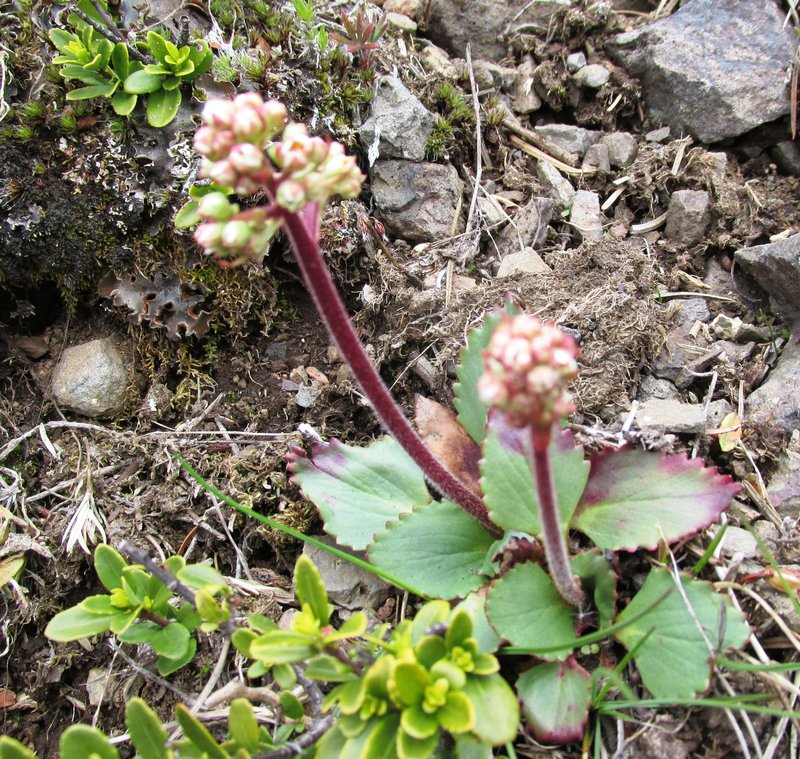 Alberta Saxifrage