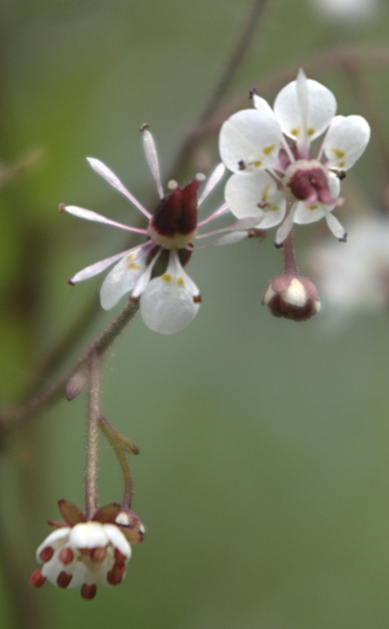 Brook Saxifrage photo 5