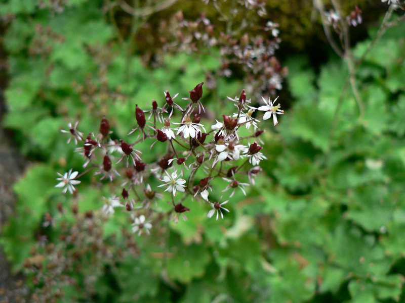 Brook Saxifrage photo 6