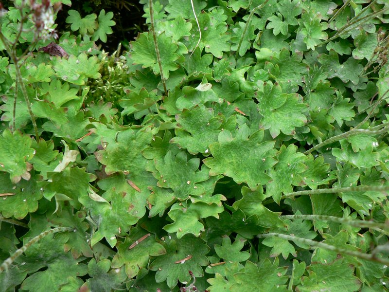 Brook Saxifrage photo 7