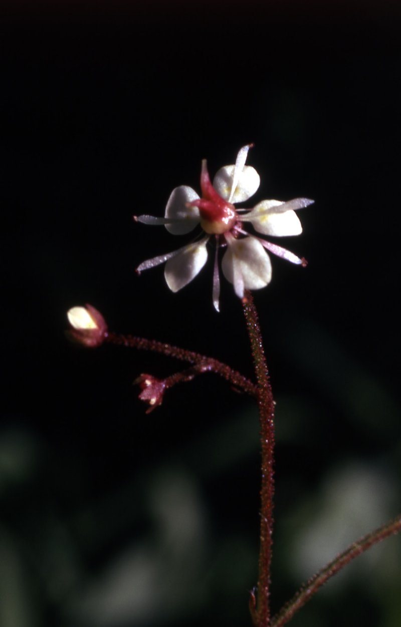 Brook Saxifrage photo 8