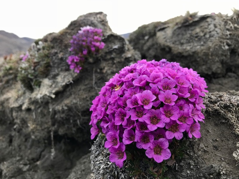 Purple Mountain Saxifrage photo 3