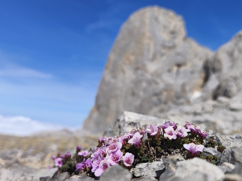 Purple Mountain Saxifrage photo 5