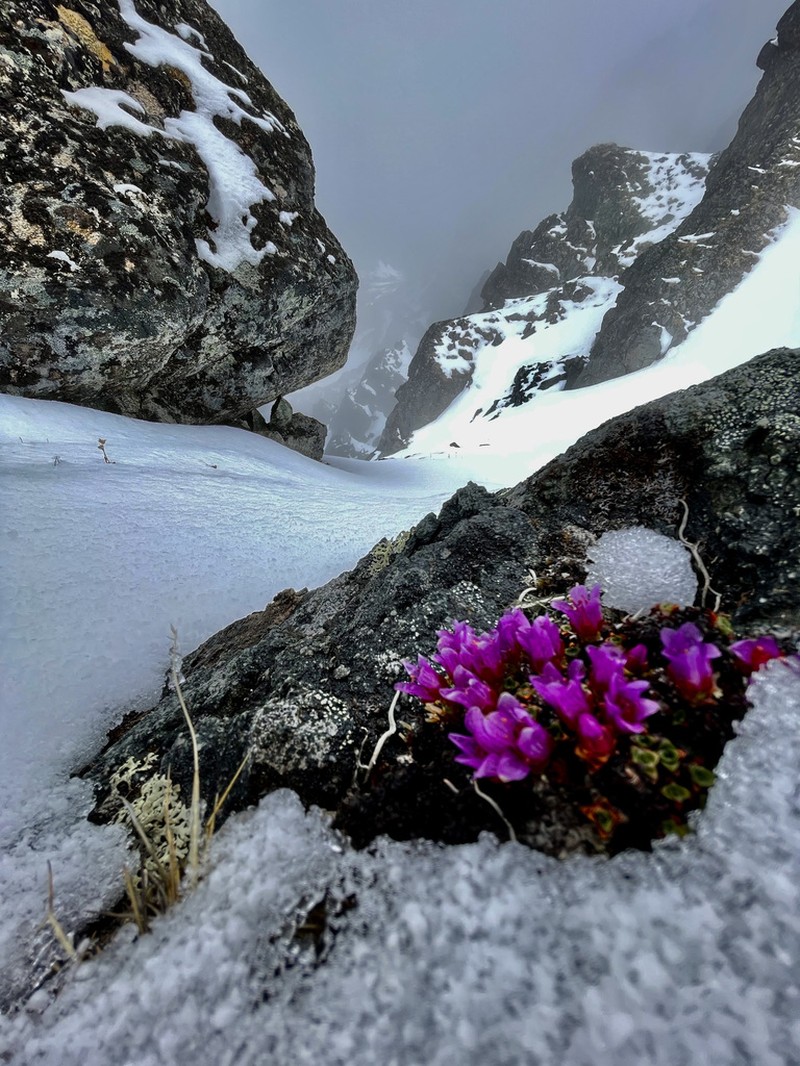 Purple Mountain Saxifrage photo 7