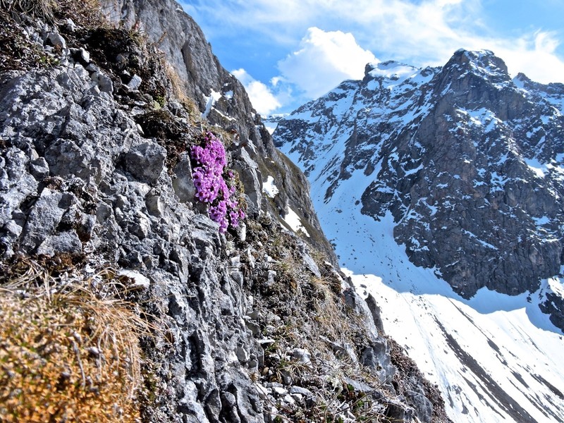 Purple Mountain Saxifrage photo 8